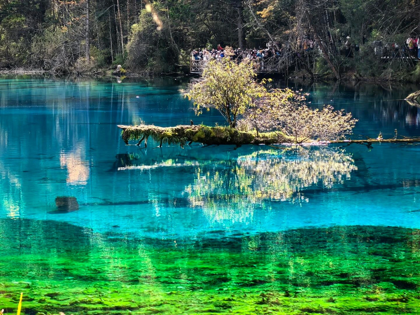 Five Flower Lake Jiuzhaigou – turquoise water with fallen tree island - Jiuzhaigou Guide: Routes, Tips & Seasons 2026 - The China Journey Five Flower Lake Jiuzhaigou – turquoise water with fallen tree island - Jiuzhaigou Guide: Routes, Tips & Seasons 2026 - The China Journey