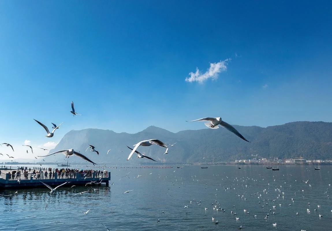 Dianchi Lake Seagulls – flocks of seagulls flying above Kunming Dianchi Lake waterfront and distant mountains - How Many Days in Kunming? Best Trip Length 2026 - The China Journey Dianchi Lake Seagulls – flocks of seagulls flying above Kunming Dianchi Lake waterfront and distant mountains - How Many Days in Kunming? Best Trip Length 2026 - The China Journey
