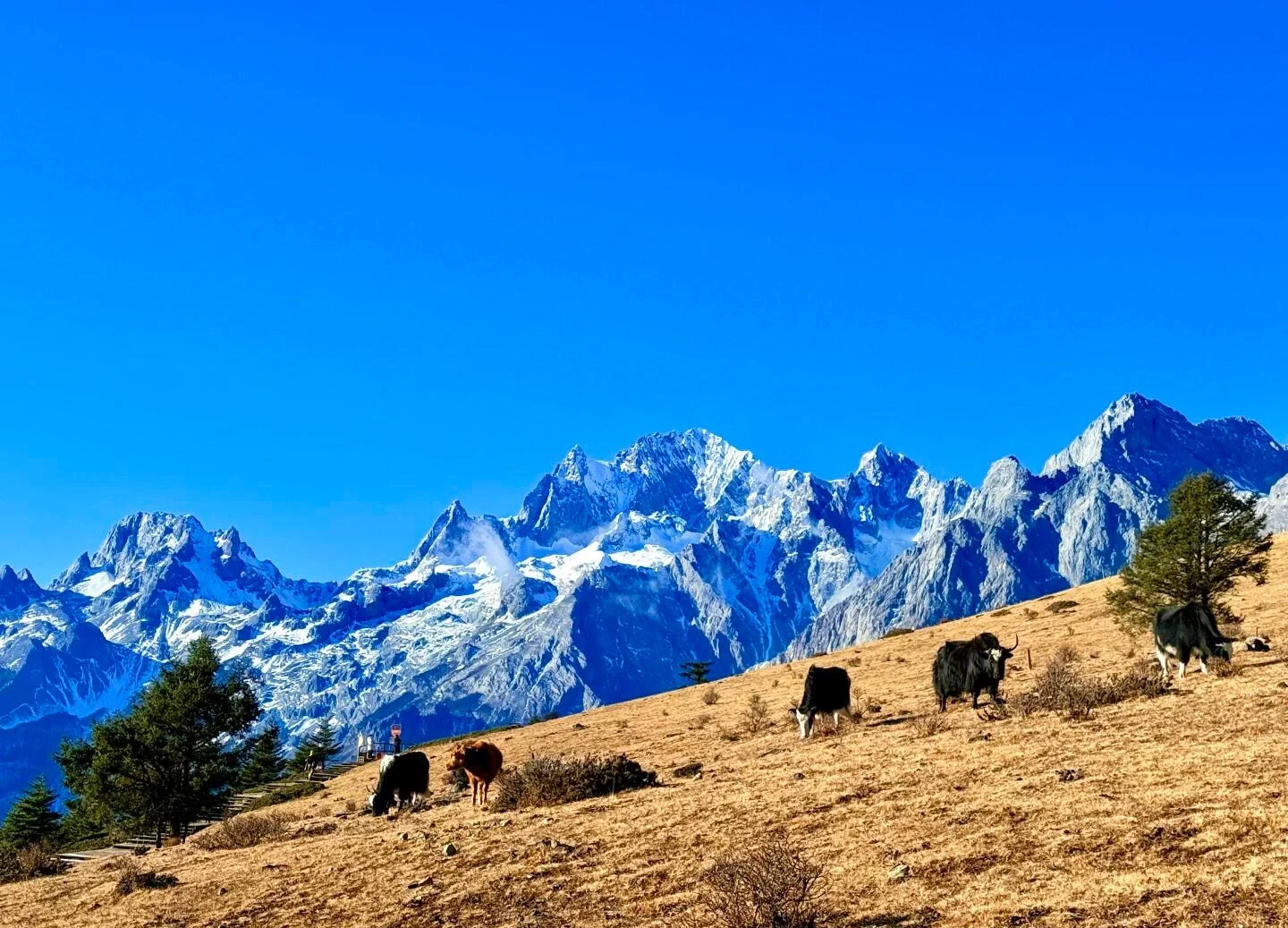 Padang alpine Gunung Salji Naga Jade – yak meragut di padang keemasan di bawah gunung bersalji berhampiran Lijiang - Panduan Perjalanan Yunnan: Laluan & Tempat Terbaik 2026 - The China Journey Padang alpine Gunung Salji Naga Jade – yak meragut di padang keemasan di bawah gunung bersalji berhampiran Lijiang - Panduan Perjalanan Yunnan: Laluan & Tempat Terbaik 2026 - The China Journey