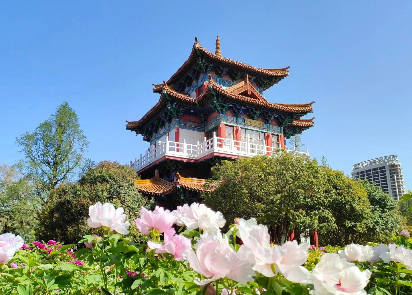 Padiglione tradizionale primaverile del Parco Wangcheng di Luoyang, circondato da peonie in fiore sotto un cielo soleggiato e luminoso - Guida di viaggio dell'Henan: i migliori itinerari per una prima visita 2026 - The China Journey Padiglione tradizionale primaverile del Parco Wangcheng di Luoyang, circondato da peonie in fiore sotto un cielo soleggiato e luminoso - Guida di viaggio dell'Henan: i migliori itinerari per una prima visita 2026 - The China Journey