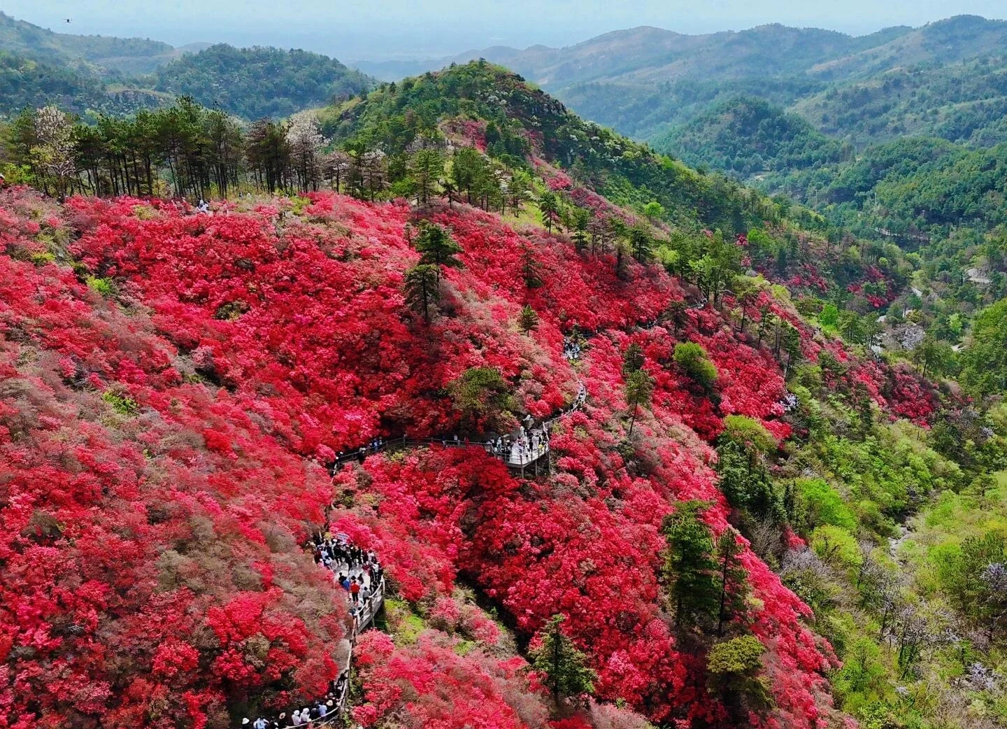 Bunga Azalea Gunung Yunwu Mulan, bukit dilitupi bunga azalea merah terang dengan laluan berliku dan pelawat - Panduan Perjalanan Hubei: Laluan, Petua & Jadual Perjalanan 2026 - The China Journey Bunga Azalea Gunung Yunwu Mulan, bukit dilitupi bunga azalea merah terang dengan laluan berliku dan pelawat - Panduan Perjalanan Hubei: Laluan, Petua & Jadual Perjalanan 2026 - The China Journey