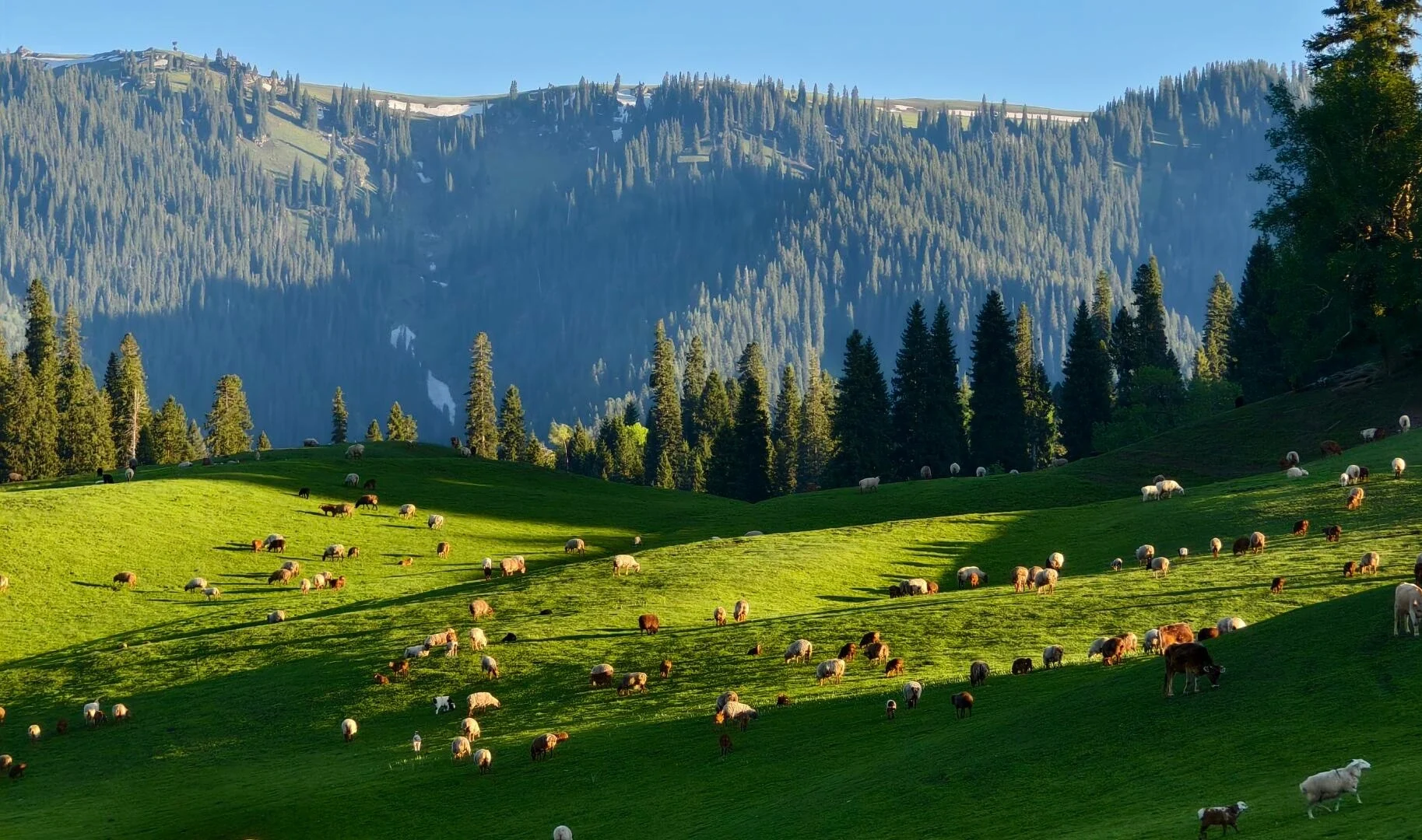Nalati Çayırlarında Sürüler – Xinjiang'da ormanlık dağların altındaki dalgalı alp çayırlarında otlayan koyunlar - Xinjiang Seyahat Rehberi: En İyi Rotalar ve Yerler 2026 - Çin Yolculuğu Nalati Çayırlarında Sürüler – Xinjiang'da ormanlık dağların altındaki dalgalı alp çayırlarında otlayan koyunlar - Xinjiang Seyahat Rehberi: En İyi Rotalar ve Yerler 2026 - Çin Yolculuğu