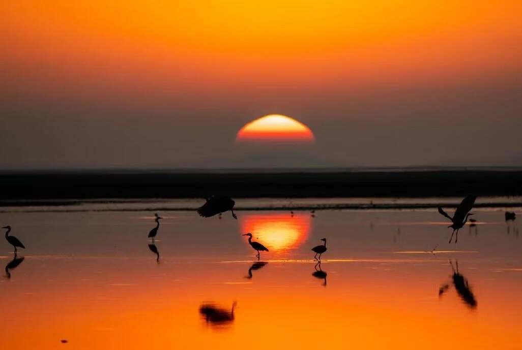Poyang Lake Sunset Bird Silhouettes Migratory birds standing in shallow water with golden sunset reflection Jiangxi wetland - Jiangxi Travel Guide: Routes, Tips & Itineraries 2026 - The China Journey Poyang Lake Sunset Bird Silhouettes Migratory birds standing in shallow water with golden sunset reflection Jiangxi wetland - Jiangxi Travel Guide: Routes, Tips & Itineraries 2026 - The China Journey