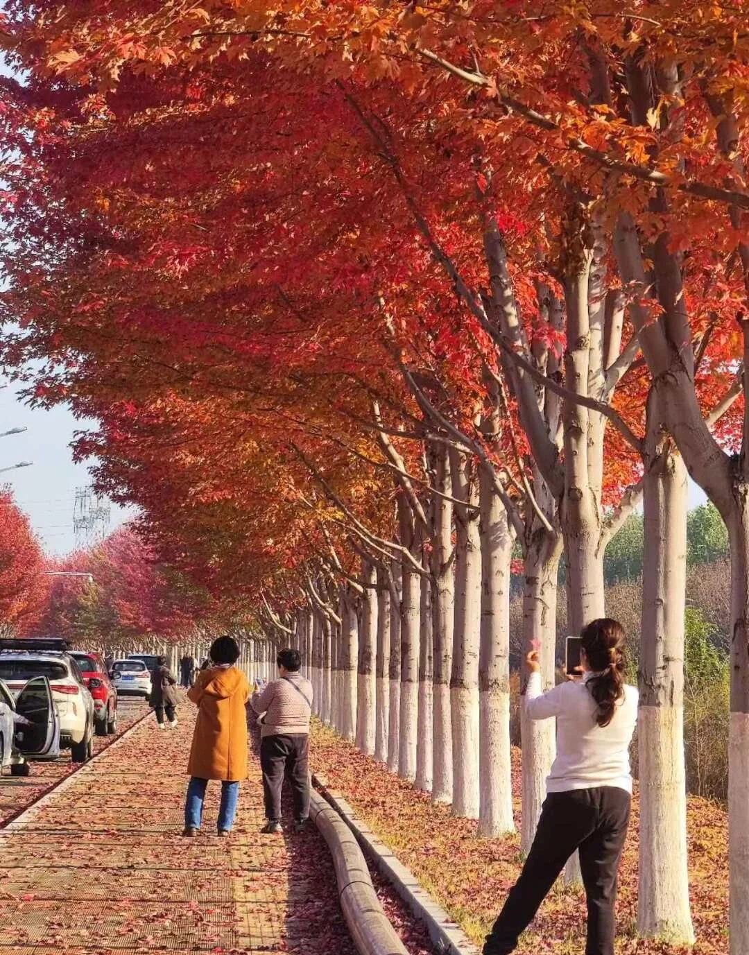 Herfstlaan in Qinhuangdao met rode esdoorns en bezoekers die van de herfstkleuren genieten - Reisgids voor Hebei: beste routes buiten Beijing 2026 - The China Journey Herfstlaan in Qinhuangdao met rode esdoorns en bezoekers die van de herfstkleuren genieten - Reisgids voor Hebei: beste routes buiten Beijing 2026 - The China Journey