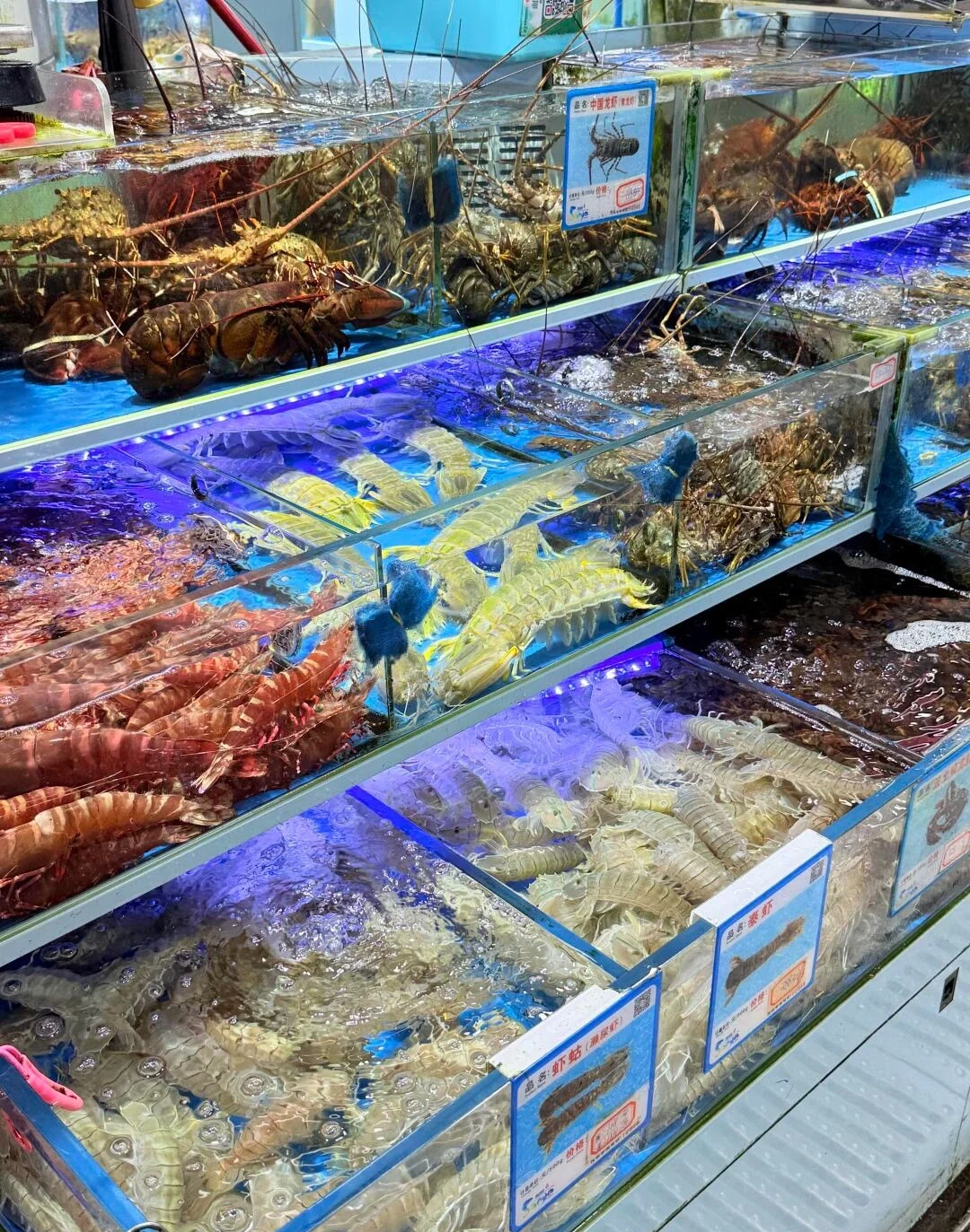 Hasil tangkapan segar di Pasar Makanan Laut Sanya dengan udang kara hidup dan makanan laut dipamerkan dalam tangki di pasar tempatan yang meriah - Panduan Perjalanan Hainan: Tempat untuk Dikunjungi, Laluan & Tip 2026 - The China Journey Hasil tangkapan segar di Pasar Makanan Laut Sanya dengan udang kara hidup dan makanan laut dipamerkan dalam tangki di pasar tempatan yang meriah - Panduan Perjalanan Hainan: Tempat untuk Dikunjungi, Laluan & Tip 2026 - The China Journey