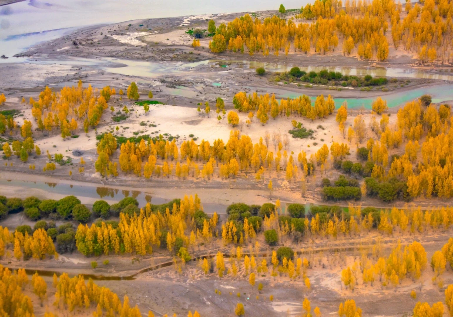 Bosque de álamos tibetanos en otoño, con árboles dorados junto a un río sinuoso que crean un vivo paisaje otoñal de las tierras altas - Guía de viaje al Tíbet: mejores rutas, consejos e itinerarios 2026 - The China Journey Bosque de álamos tibetanos en otoño, con árboles dorados junto a un río sinuoso que crean un vivo paisaje otoñal de las tierras altas - Guía de viaje al Tíbet: mejores rutas, consejos e itinerarios 2026 - The China Journey
