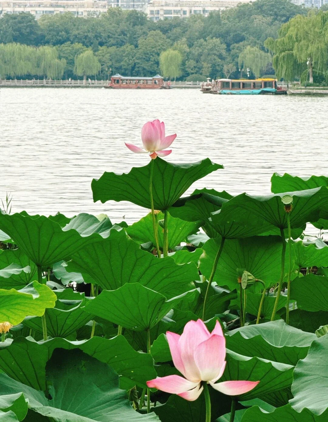 Sommerlotus ved Daming Lake, lyserøde lotusblomster og grønne blade med både og roligt vand i Jinan - Jinan rejseguide: Bedste rejseplan og tips 2026 - The China Journey Sommerlotus ved Daming Lake, lyserøde lotusblomster og grønne blade med både og roligt vand i Jinan - Jinan rejseguide: Bedste rejseplan og tips 2026 - The China Journey