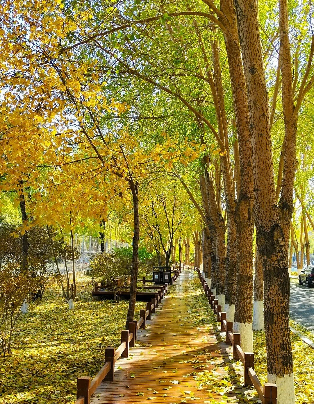 Herfstlaan met bomen bij Jilin University in Changchun – Gouden bladeren omlijsten een houten wandelpad en vormen een schilderachtig seizoenslandschap - Reisgids Changchun: geschiedenis, parken & tips 2026 - The China Journey Herfstlaan met bomen bij Jilin University in Changchun – Gouden bladeren omlijsten een houten wandelpad en vormen een schilderachtig seizoenslandschap - Reisgids Changchun: geschiedenis, parken & tips 2026 - The China Journey