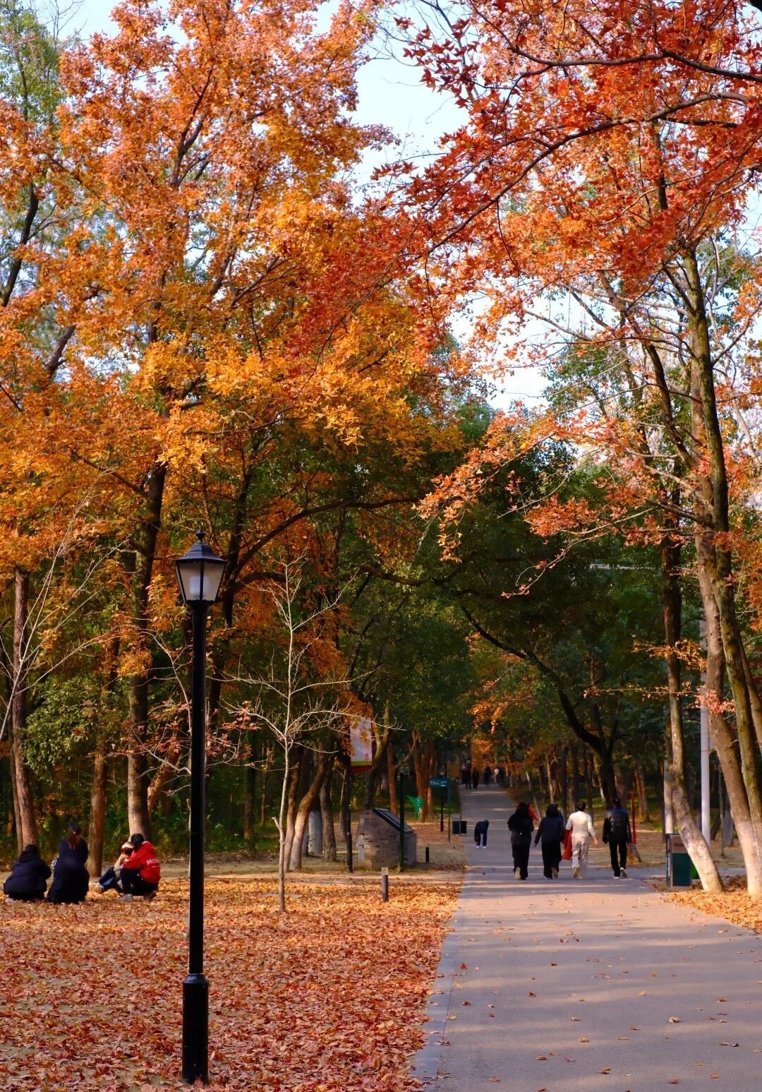 Efterårssti i Jingdezhen Forest Park med farverige ahorntræer langs en rolig gangsti - Jingdezhen rejseguide: Keramik, markeder og tips 2026 - The China Journey Efterårssti i Jingdezhen Forest Park med farverige ahorntræer langs en rolig gangsti - Jingdezhen rejseguide: Keramik, markeder og tips 2026 - The China Journey