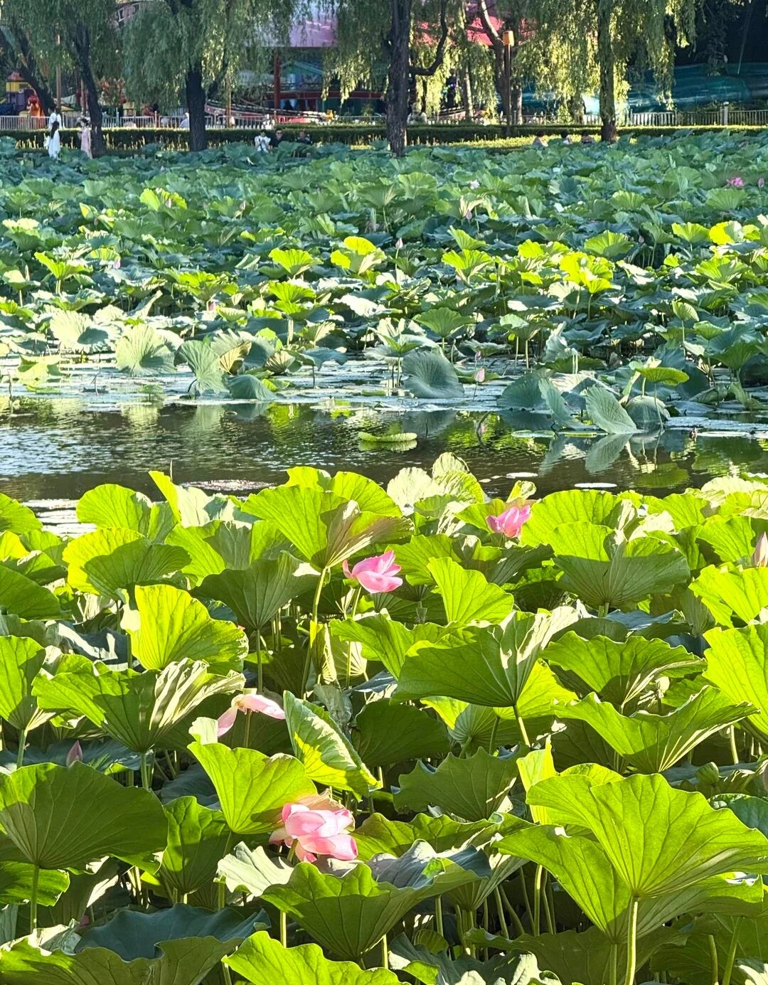 Zomerse lotusvijver in Nanhu Park, Changchun – Weelderige groene lotusbladeren en roze bloemen vormen een levendig en rustig tafereel aan het water - Reisgids Changchun: geschiedenis, parken & tips 2026 - The China Journey Zomerse lotusvijver in Nanhu Park, Changchun – Weelderige groene lotusbladeren en roze bloemen vormen een levendig en rustig tafereel aan het water - Reisgids Changchun: geschiedenis, parken & tips 2026 - The China Journey