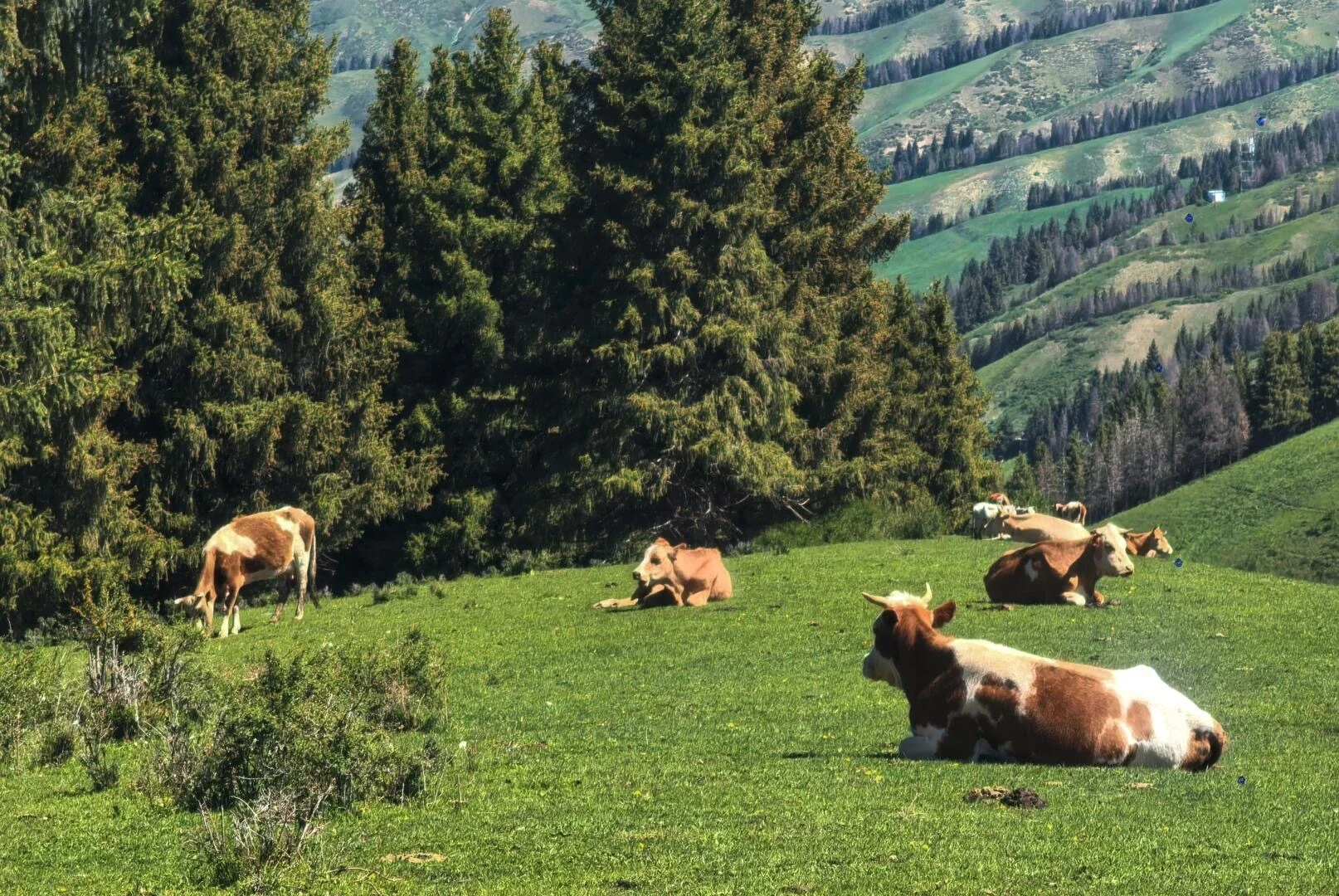 Weidelandschaft in Nanshan mit ruhiger Wiese, ruhenden Rindern, grünen Hügeln und bewaldeten Bergen auf dem Land in Xinjiang – Urumqi-Reiseführer: Lohnt sich ein Besuch und wie planen Sie Ihre Reise? 2026 – The China Journey Weidelandschaft in Nanshan mit ruhiger Wiese, ruhenden Rindern, grünen Hügeln und bewaldeten Bergen auf dem Land in Xinjiang – Urumqi-Reiseführer: Lohnt sich ein Besuch und wie planen Sie Ihre Reise? 2026 – The China Journey