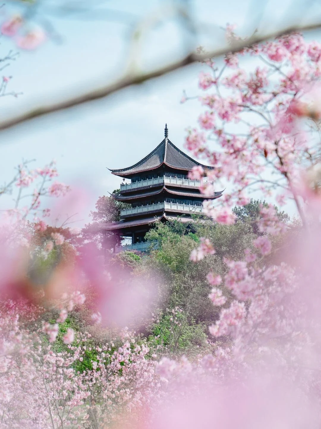 Frühlingsblüten am Qingxiu-Berg mit traditionellem Pavillon, eingerahmt von rosafarbenen Blumen in romantischer saisonaler Landschaft in Nanning - Nanning-Reiseführer: Lohnt sich ein Besuch? 2026 - The China Journey Frühlingsblüten am Qingxiu-Berg mit traditionellem Pavillon, eingerahmt von rosafarbenen Blumen in romantischer saisonaler Landschaft in Nanning - Nanning-Reiseführer: Lohnt sich ein Besuch? 2026 - The China Journey