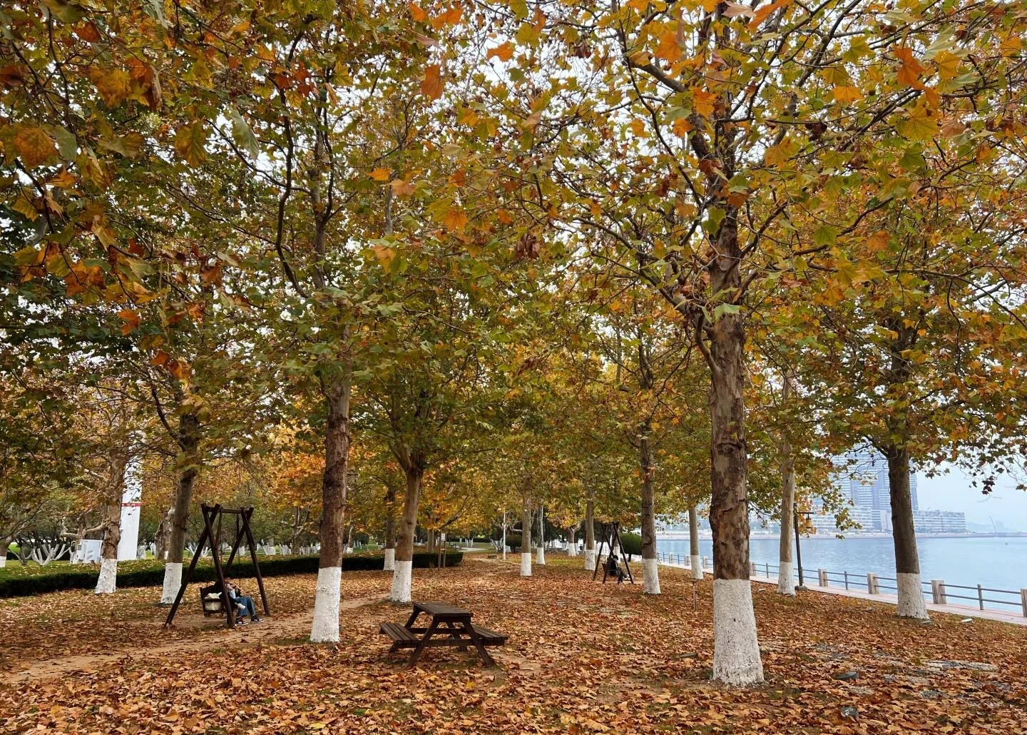 Herbstbäume im Weihai Park, Küstenpark mit Laub bedeckt und ruhiger saisonaler Landschaft – Weihai-Reiseführer: Sehenswürdigkeiten, Strände & Tipps 2026 – The China Journey Herbstbäume im Weihai Park, Küstenpark mit Laub bedeckt und ruhiger saisonaler Landschaft – Weihai-Reiseführer: Sehenswürdigkeiten, Strände & Tipps 2026 – The China Journey
