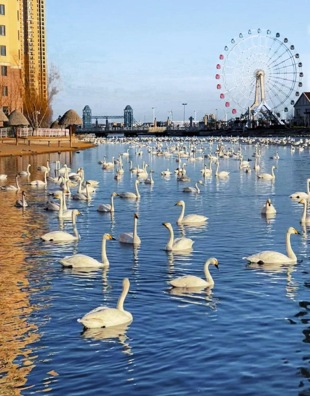 Landschaft am Schwanensee von Weihai, zahlreiche weiße Schwäne auf ruhigem Wasser mit Riesenrad und Stadtsilhouette – Weihai-Reiseführer: Sehenswürdigkeiten, Strände & Tipps 2026 – The China Journey Landschaft am Schwanensee von Weihai, zahlreiche weiße Schwäne auf ruhigem Wasser mit Riesenrad und Stadtsilhouette – Weihai-Reiseführer: Sehenswürdigkeiten, Strände & Tipps 2026 – The China Journey