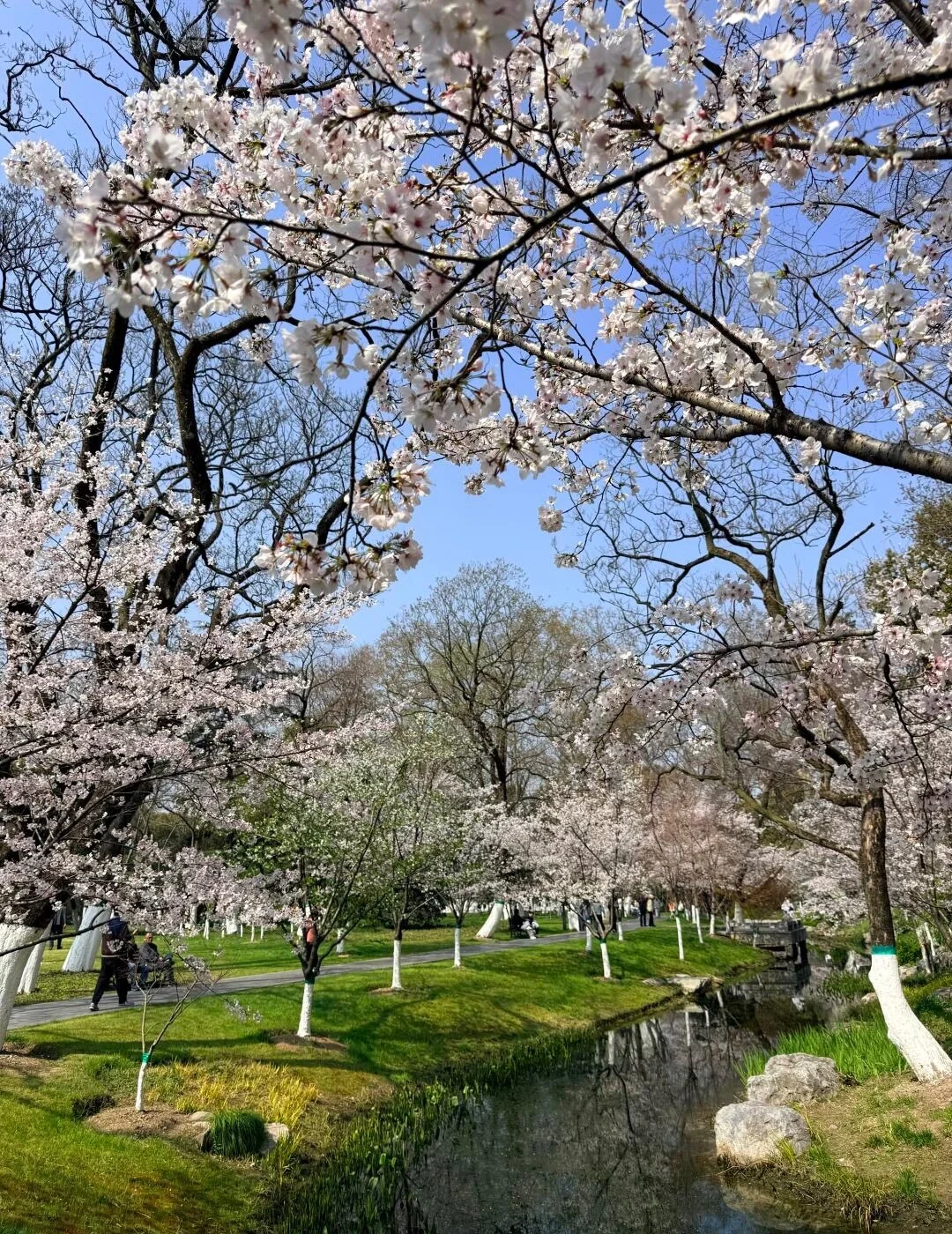 Cerisiers en fleurs bordant un ruisseau paisible au parc Xiaoyaojin, paysage printanier de Hefei - Guide de voyage de Hefei : visites, gastronomie et conseils 2026 - The China Journey Cerisiers en fleurs bordant un ruisseau paisible au parc Xiaoyaojin, paysage printanier de Hefei - Guide de voyage de Hefei : visites, gastronomie et conseils 2026 - The China Journey