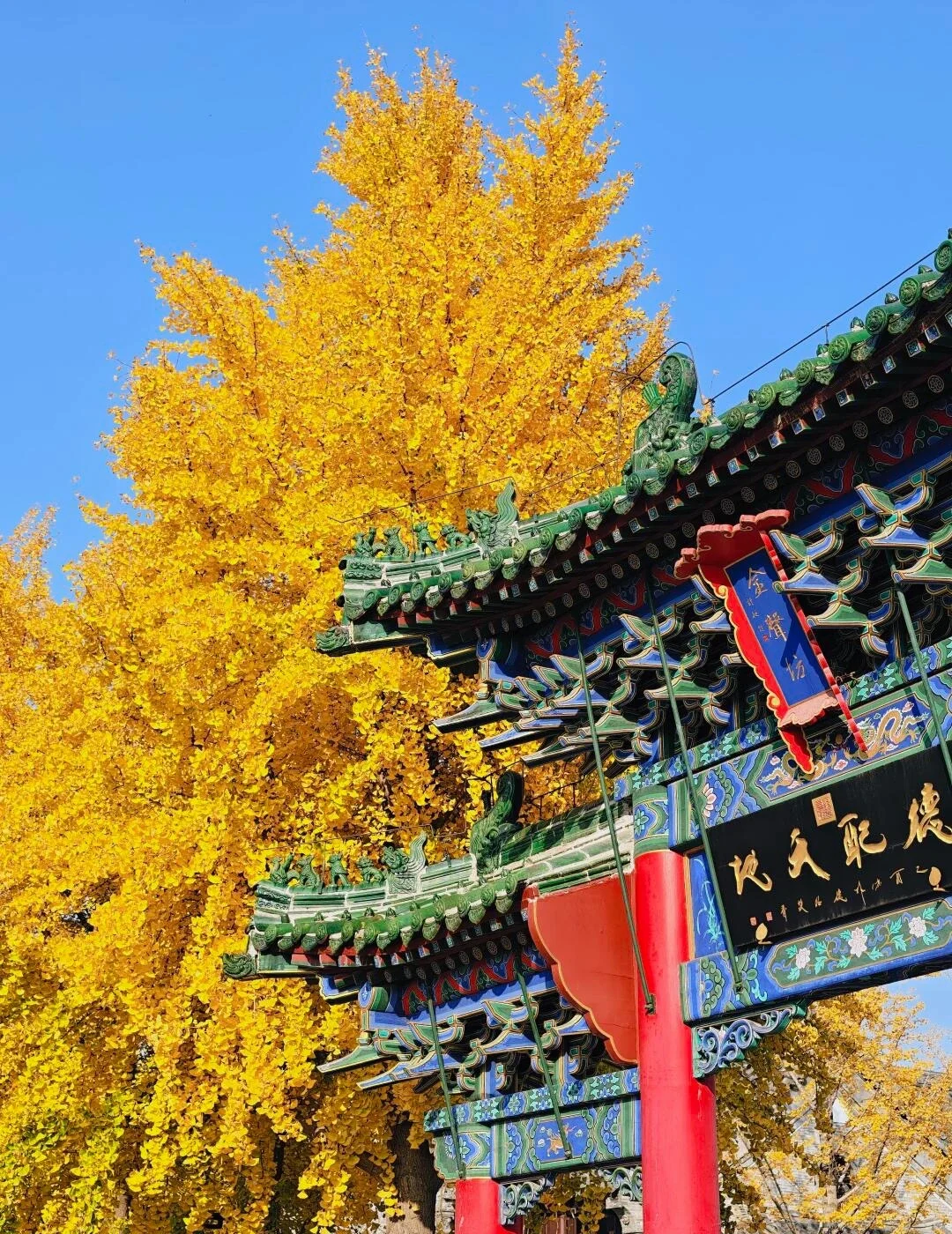 Herbstlicher Blick auf den Konfuzius-Tempel von Zhengzhou: goldene Ginkgobäume rahmen kunstvolle traditionelle Architektur unter blauem Himmel – Zhengzhou-Reiseführer: Shaolin, Essen & Tipps 2026 – The China Journey Herbstlicher Blick auf den Konfuzius-Tempel von Zhengzhou: goldene Ginkgobäume rahmen kunstvolle traditionelle Architektur unter blauem Himmel – Zhengzhou-Reiseführer: Shaolin, Essen & Tipps 2026 – The China Journey