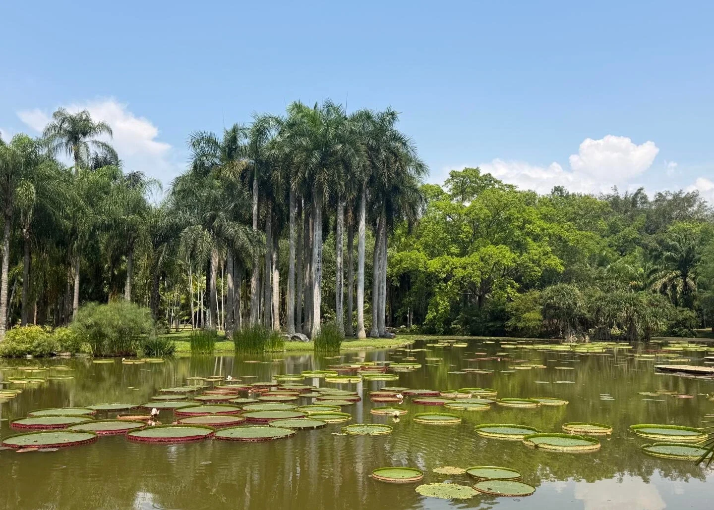 Tropischer Botanischer Garten Xishuangbanna: Riesige Seerosen und Palmen – Reiseführer Xishuangbanna: Reiseroute & Tipps 2026 – Die China-Reise Tropischer Botanischer Garten Xishuangbanna: Riesige Seerosen und Palmen – Reiseführer Xishuangbanna: Reiseroute & Tipps 2026 – Die China-Reise